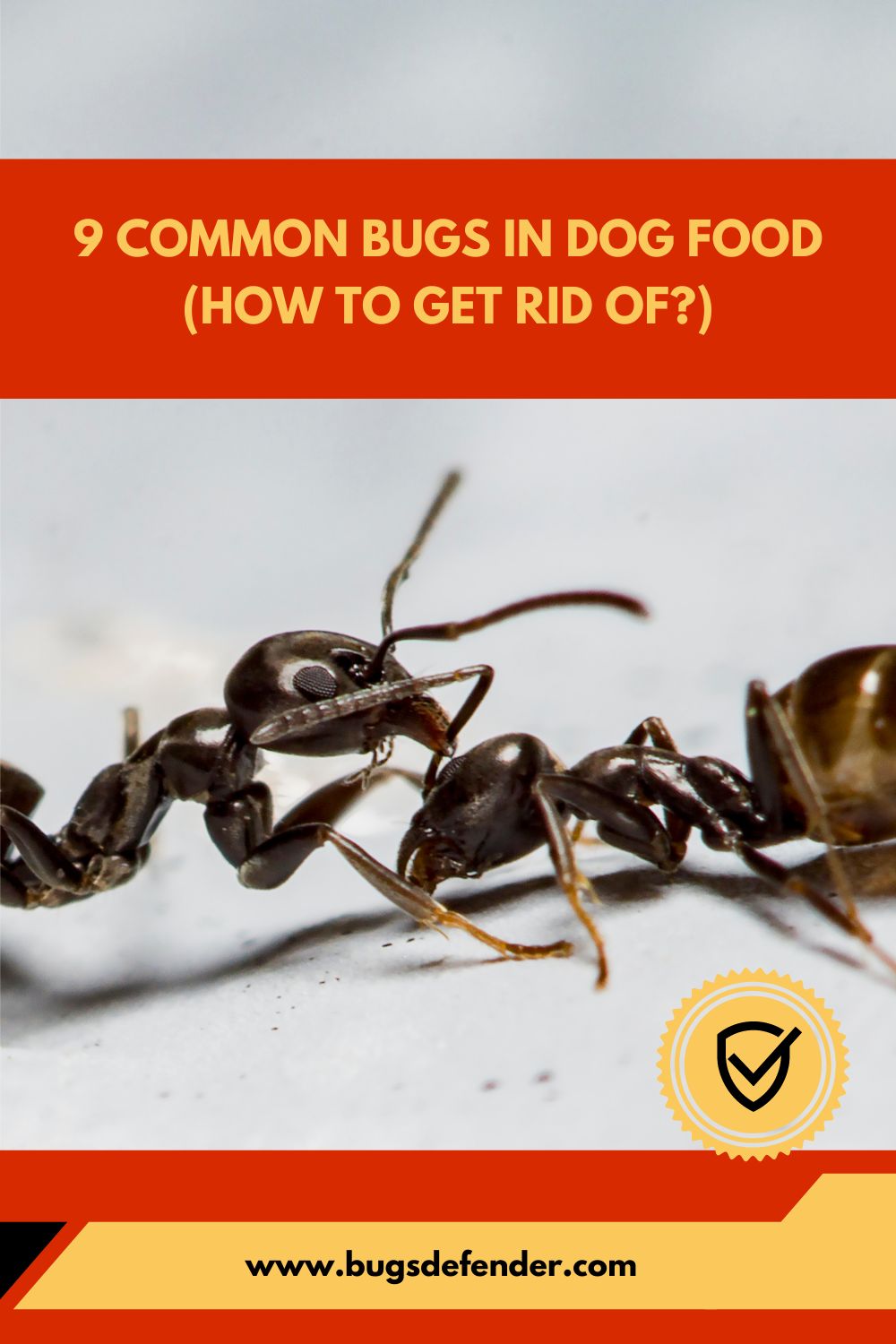 9 Common Bugs in Dog Food (How to Get Rid of) pin2