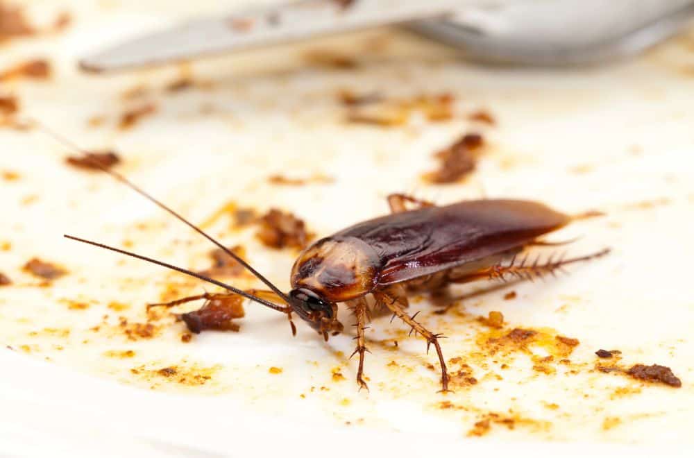Baby black oriental cockroaches1