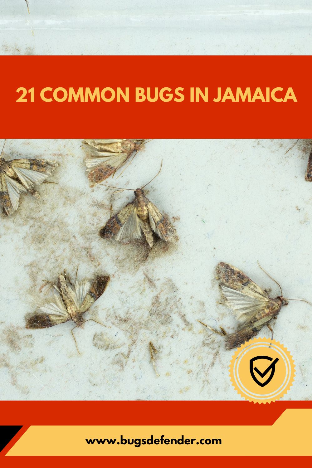 Common Bugs in Jamaica pin1