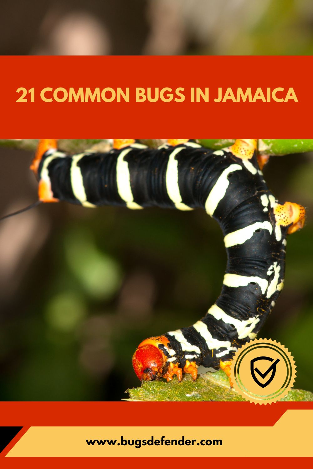 Common Bugs in Jamaica pin2
