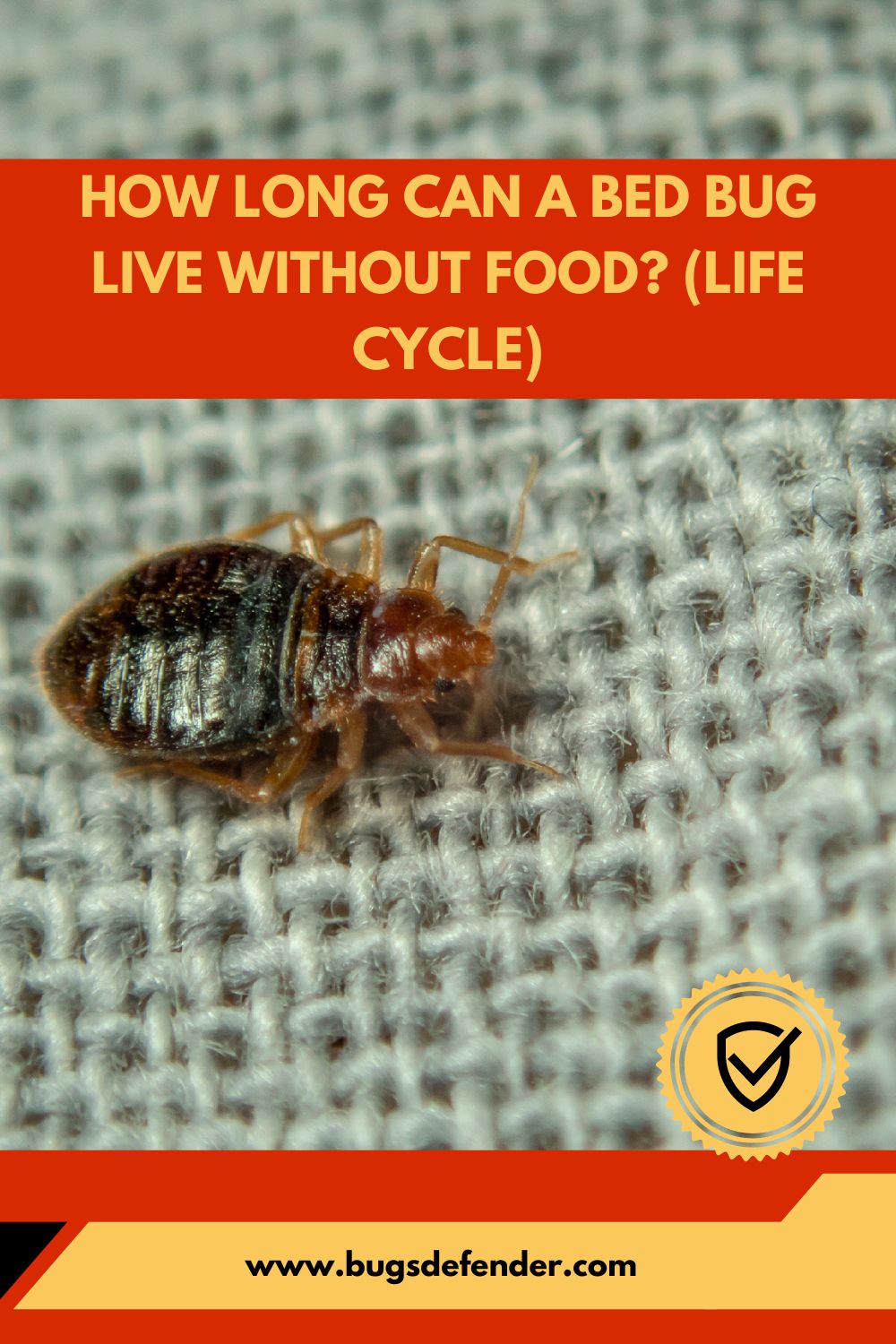 How Long Can a Bed Bug Live Without Food pin1
