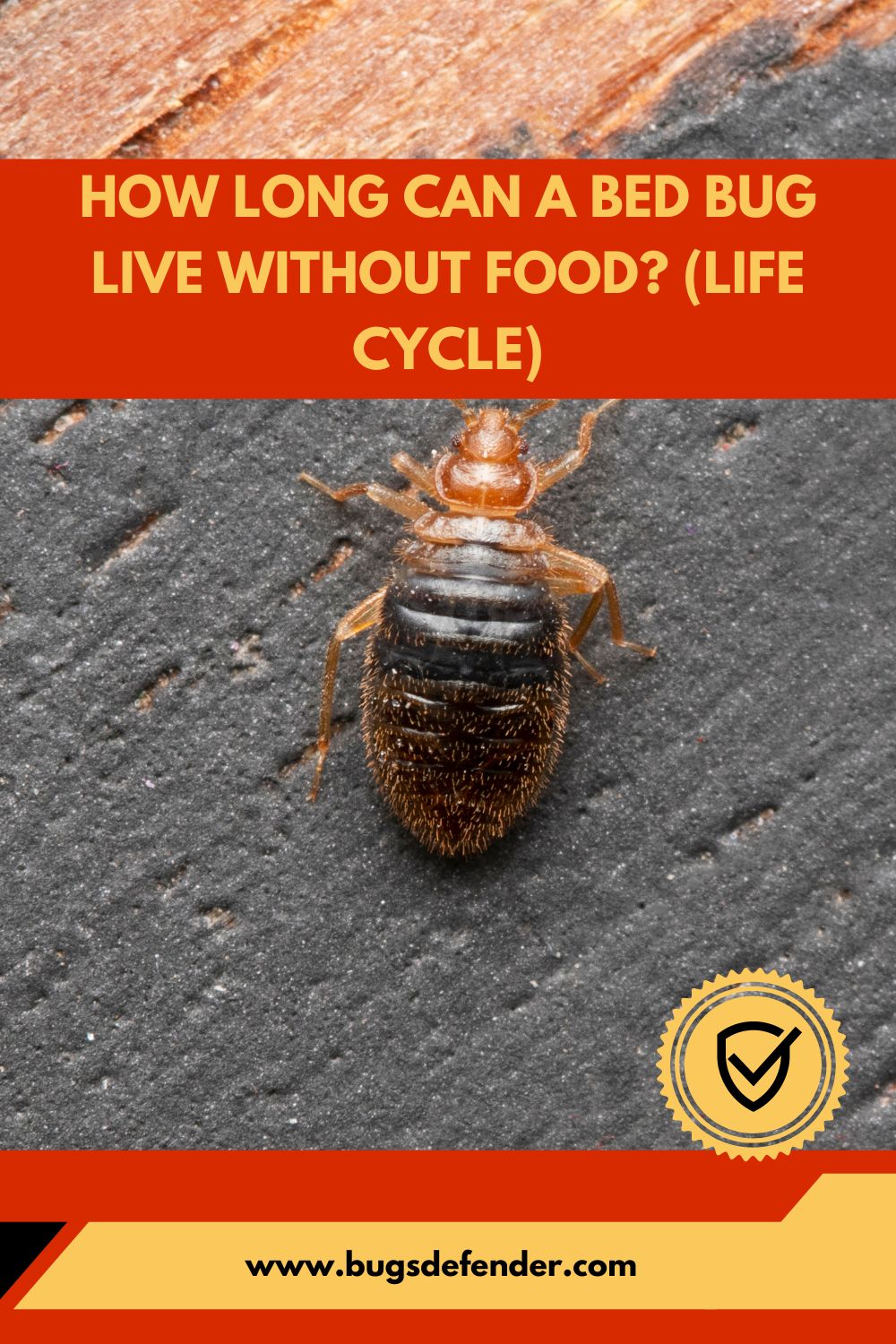 How Long Can a Bed Bug Live Without Food pin2