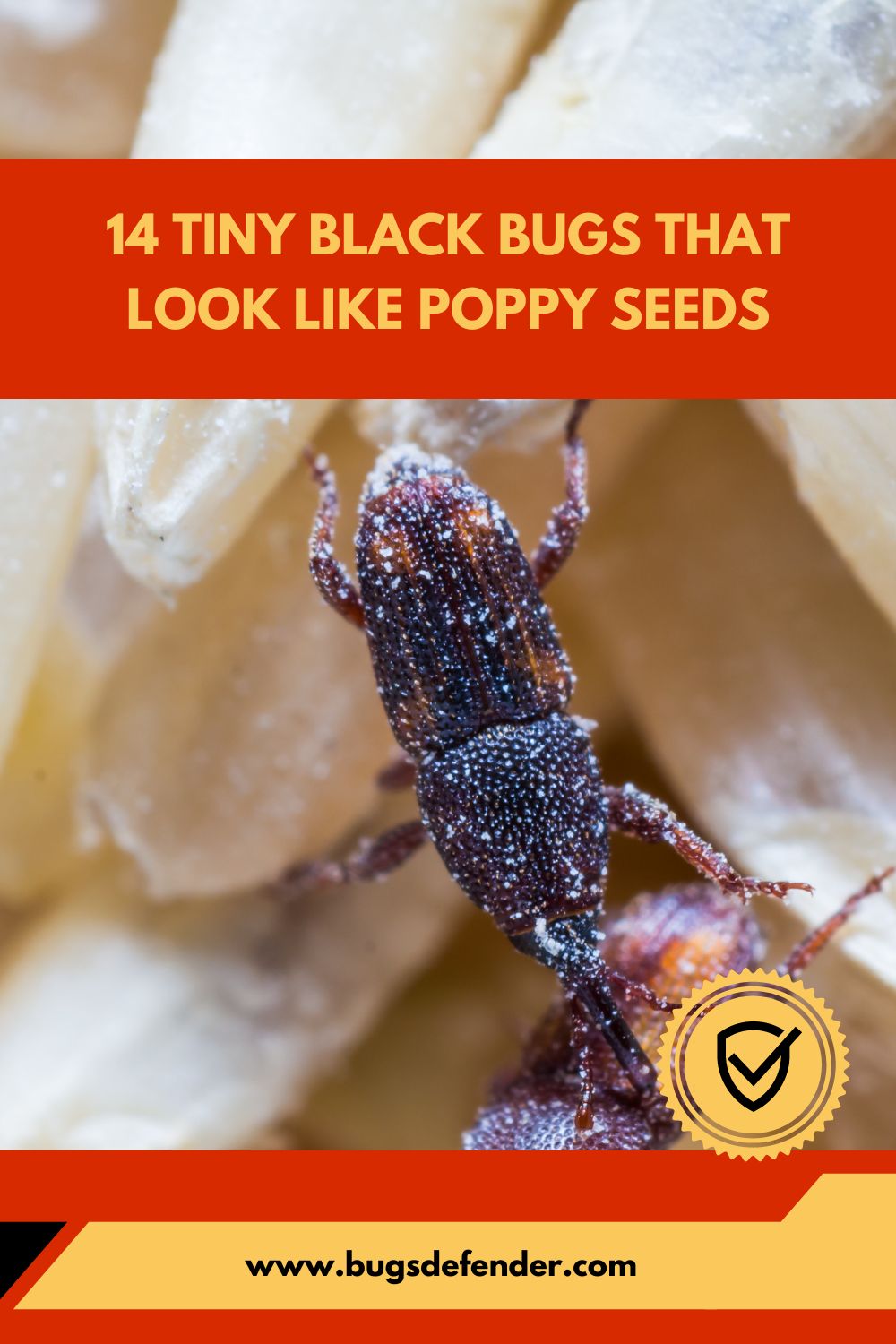 Tiny Black Bugs that Look Like Poppy Seeds pin1