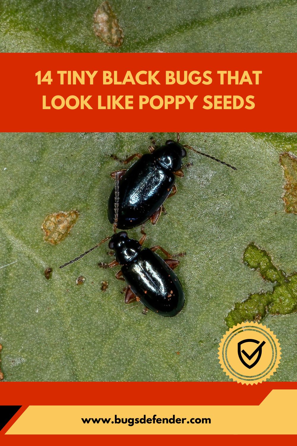 Tiny Black Bugs that Look Like Poppy Seeds pin2