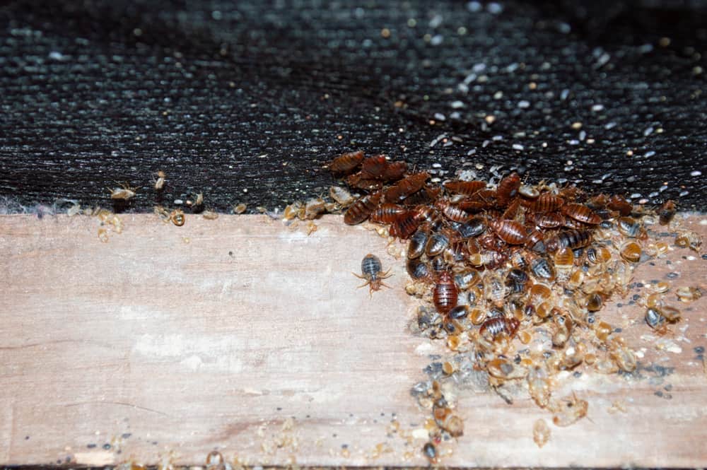 how long can a bed bug survive without food