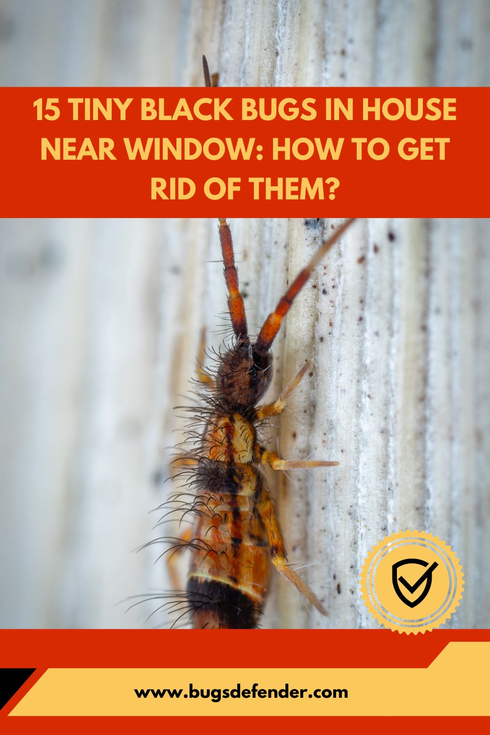 15 Tiny Black Bugs in House Near Window pin1