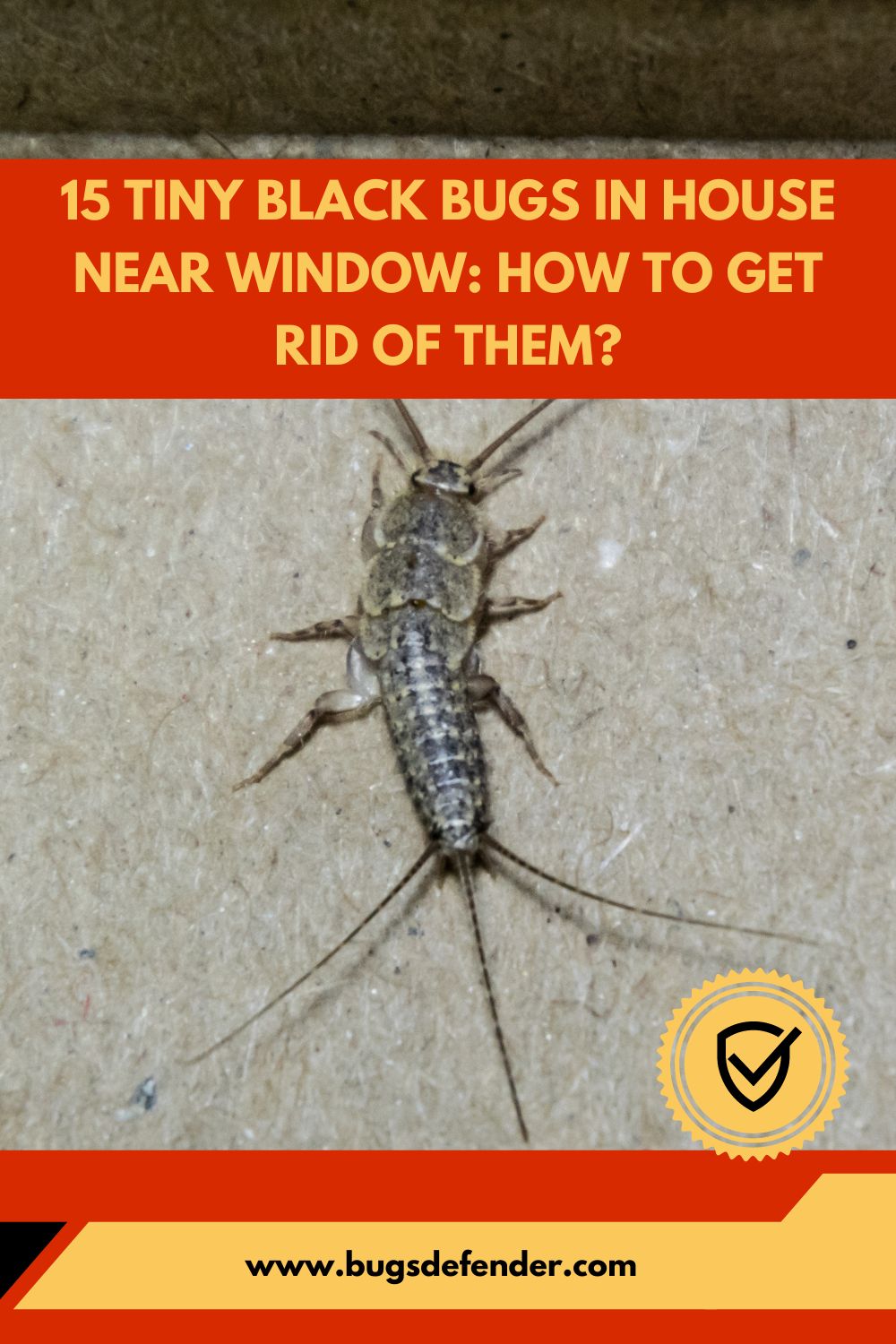 15 Tiny Black Bugs in House Near Window pin2