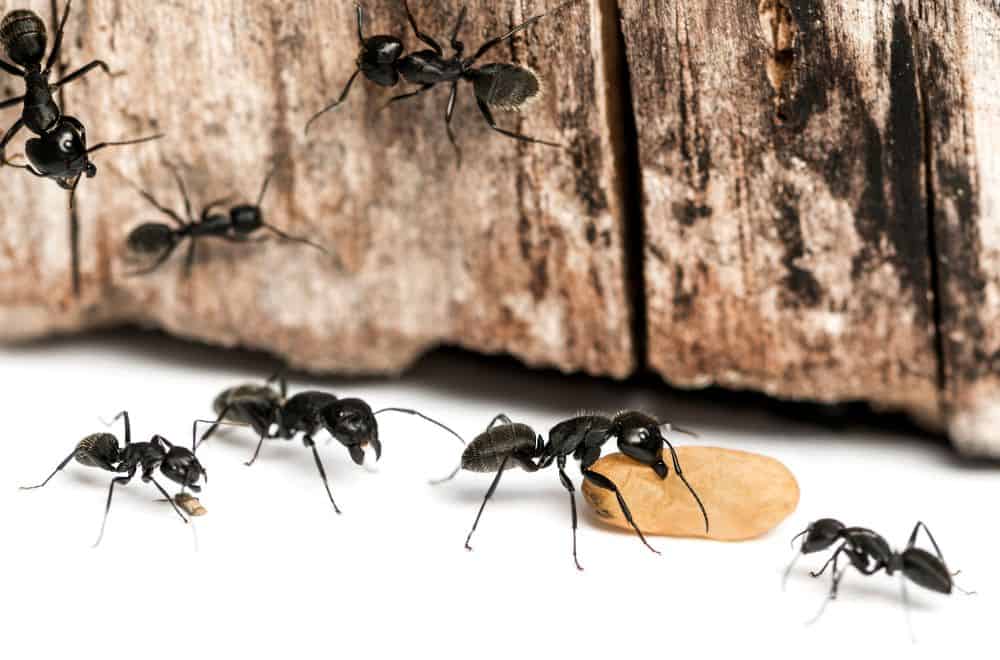 Carpenter ants 1