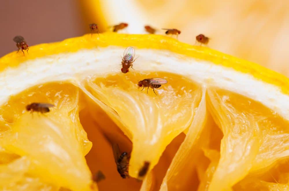 Fruit flies and other types of flies 1