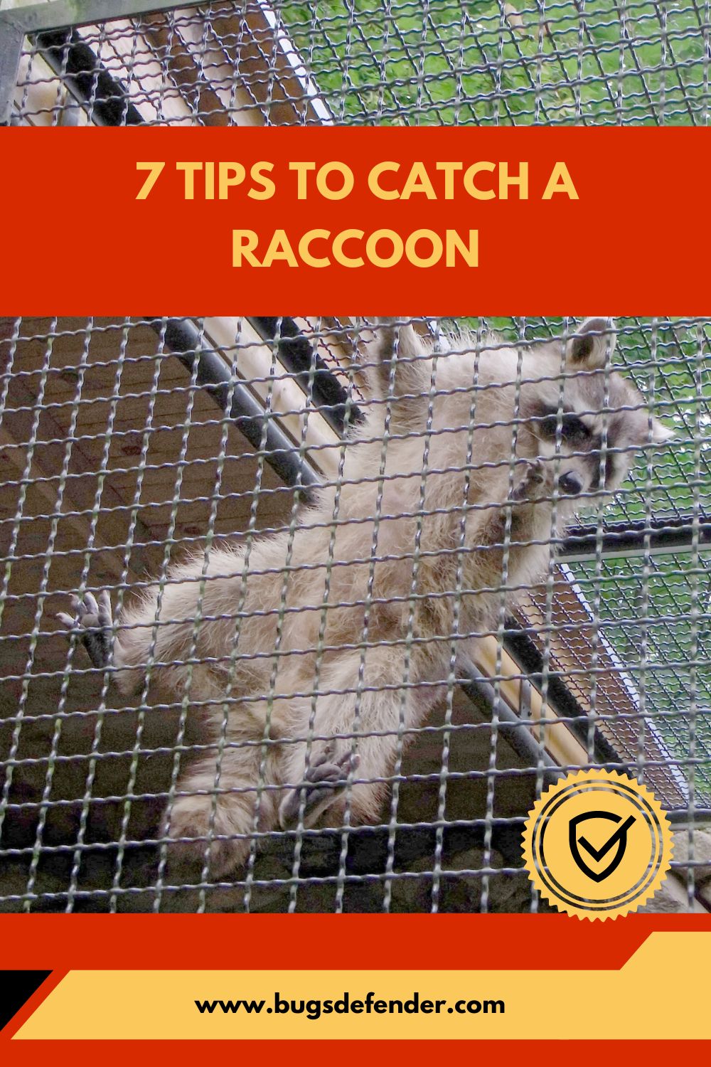 7 Tips to Catch a Raccoon pin 1