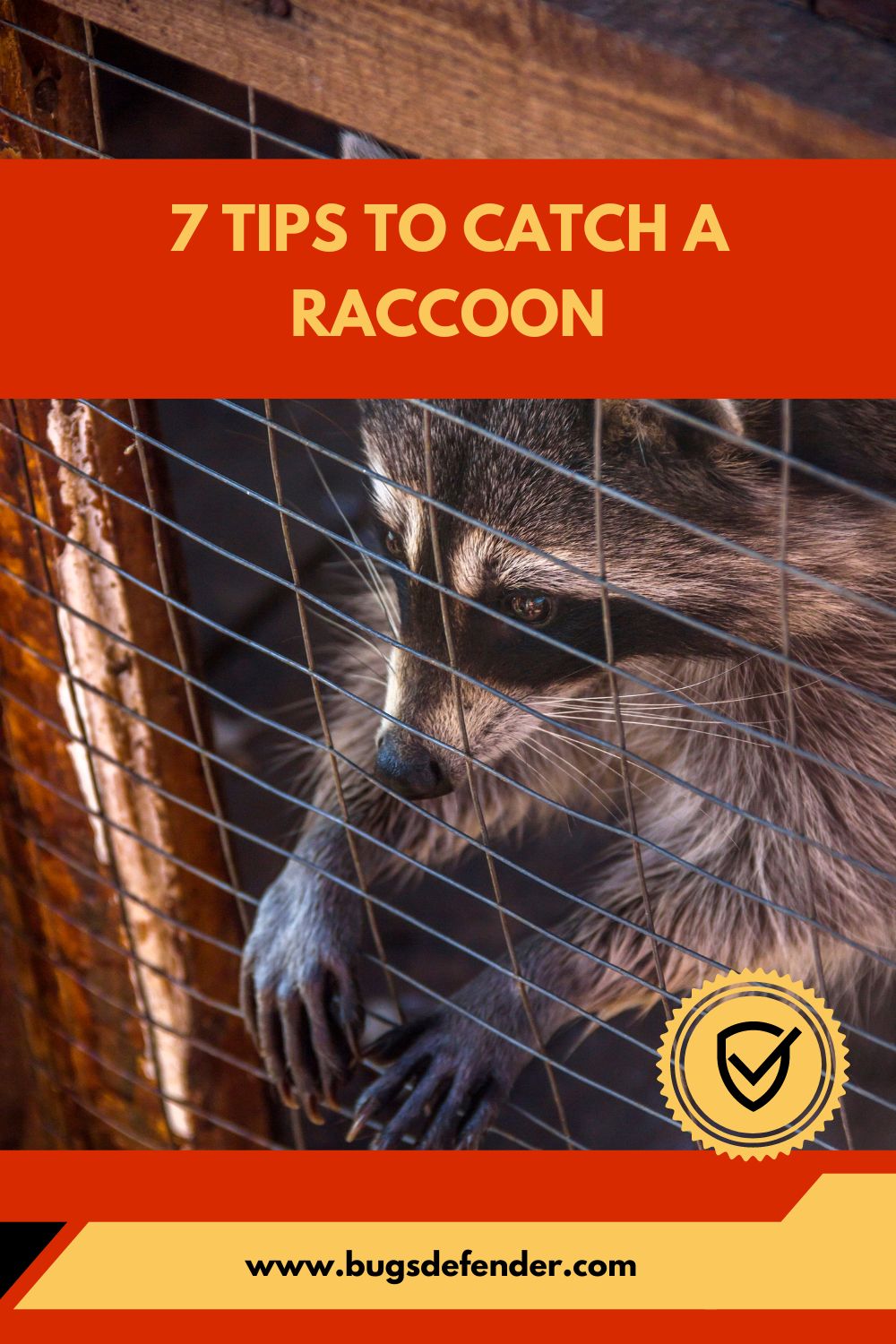 7 Tips to Catch a Raccoon pin 2