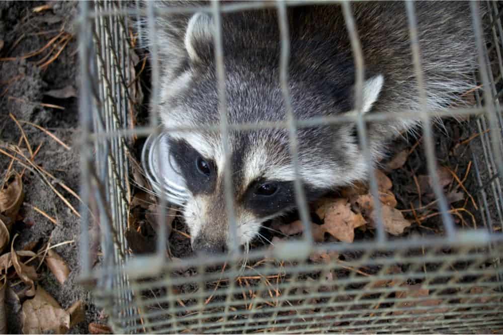 How Can You Prevent the Raccoon From Coming Back 1