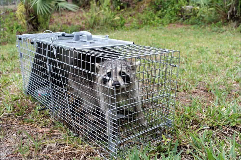 How to Catch a Raccoon 1