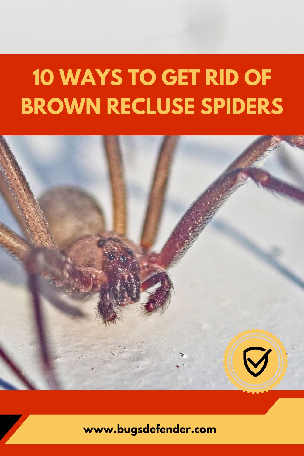 10 Ways to Get Rid Of Brown Recluse Spiders pin 1