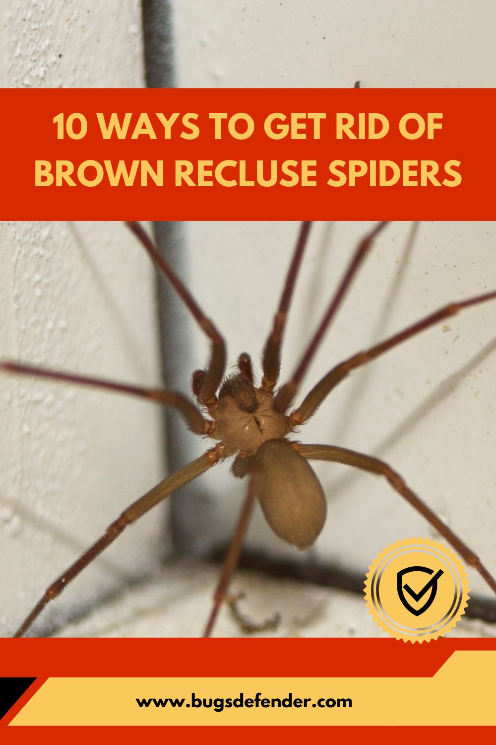 10 Ways to Get Rid Of Brown Recluse Spiders pin 2