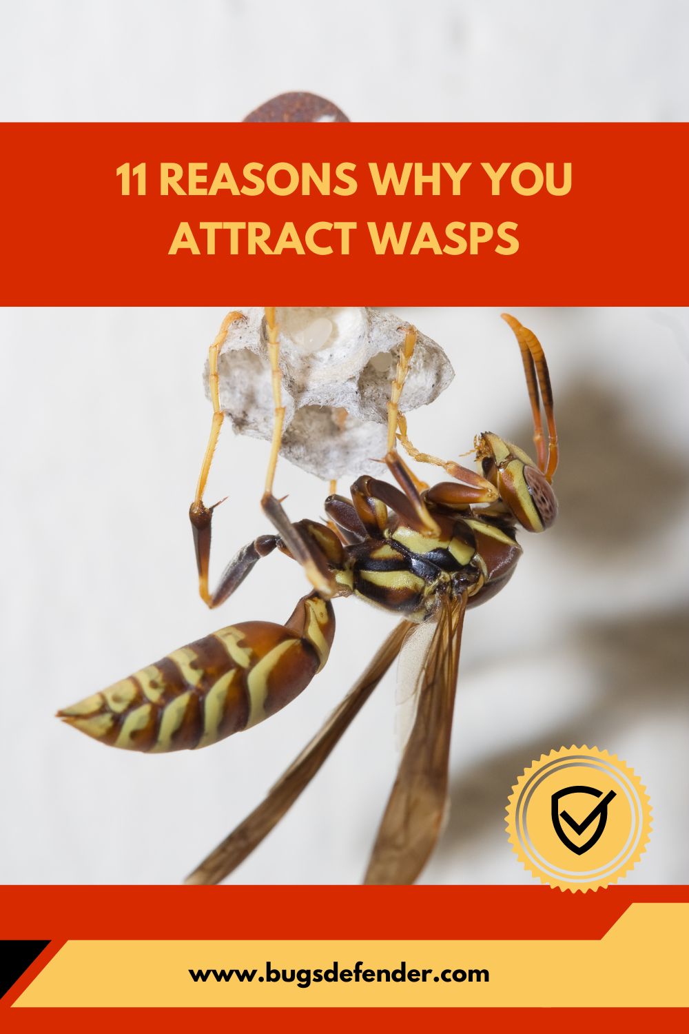 11 Reasons Why You Attract Wasps pin1