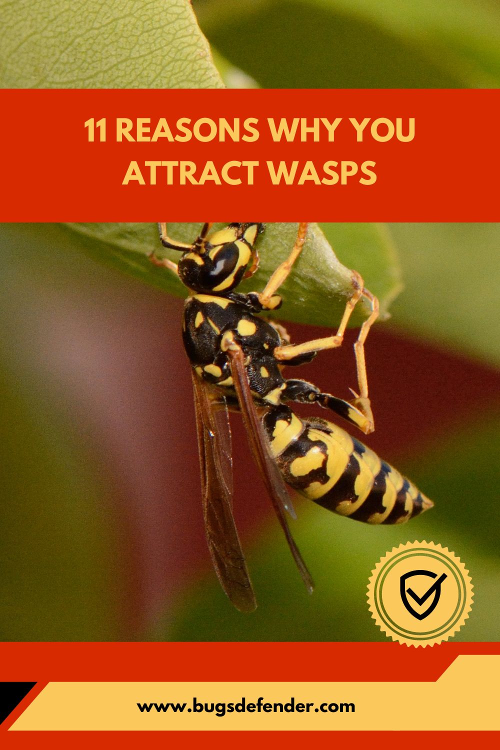11 Reasons Why You Attract Wasps pin2