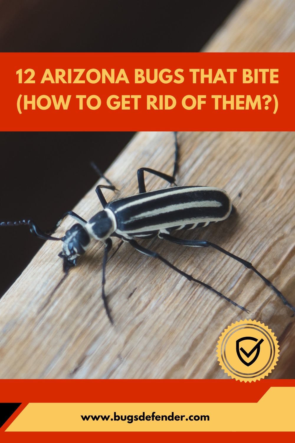 12 Arizona Bugs That Bite pin1