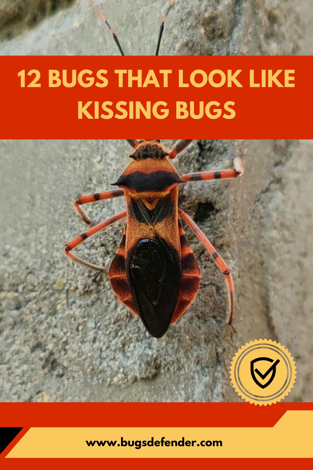 12 Bugs That Look Like Kissing Bugs pin1