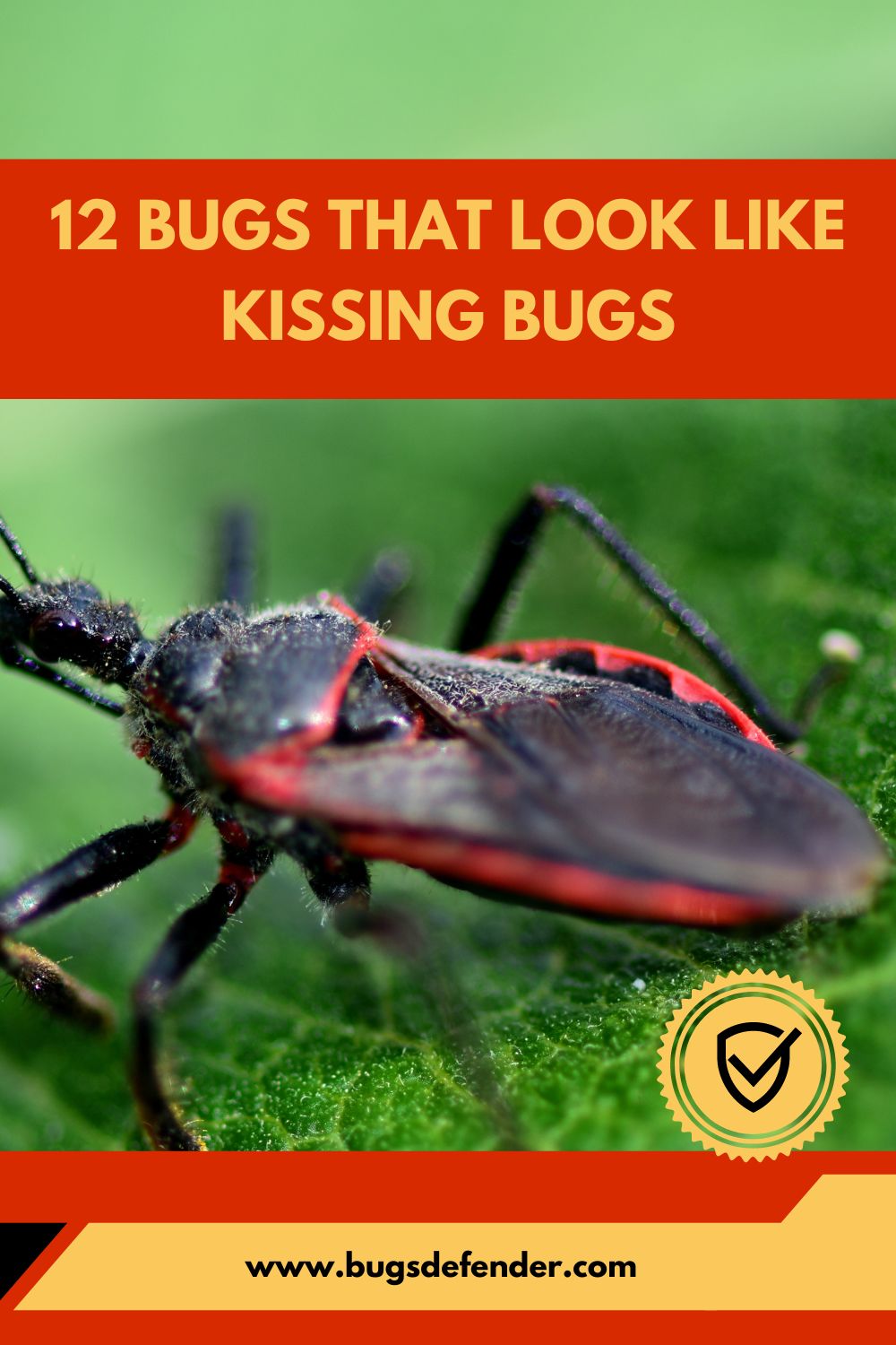12 Bugs That Look Like Kissing Bugs pin2