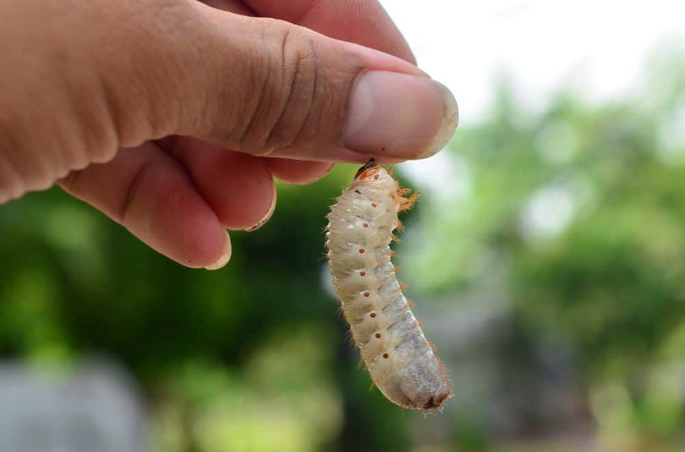 12 Ways to Get Rid of Bed Worms (with Natural Remedies)
