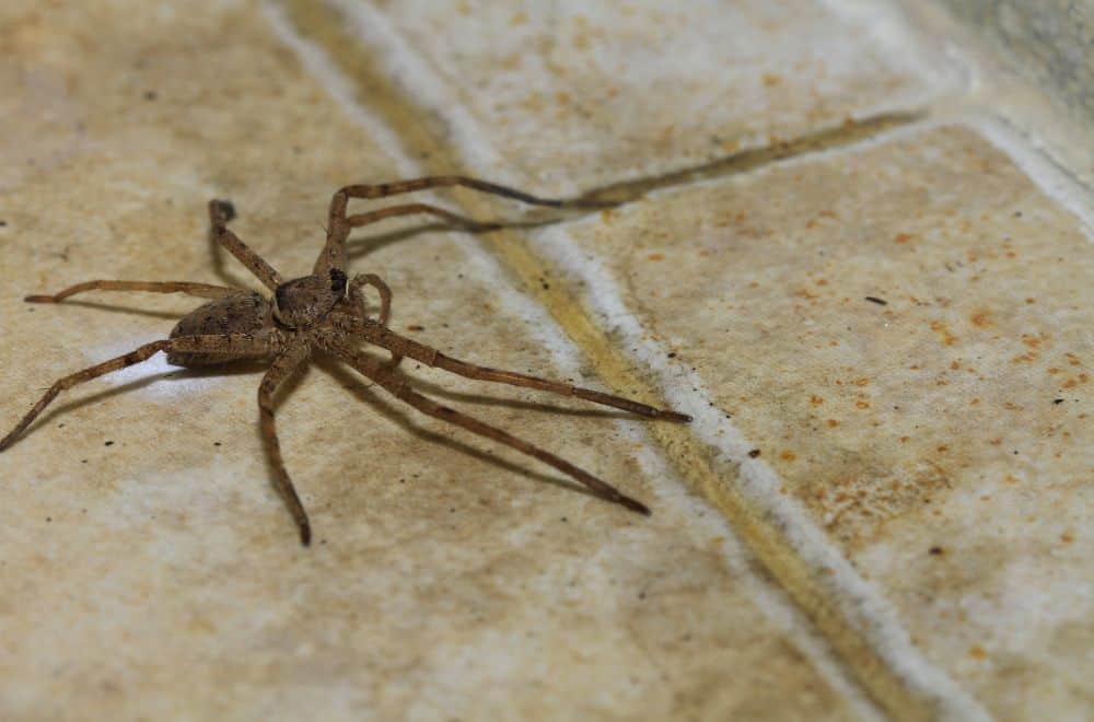 13 Things Attracts Spiders in the House