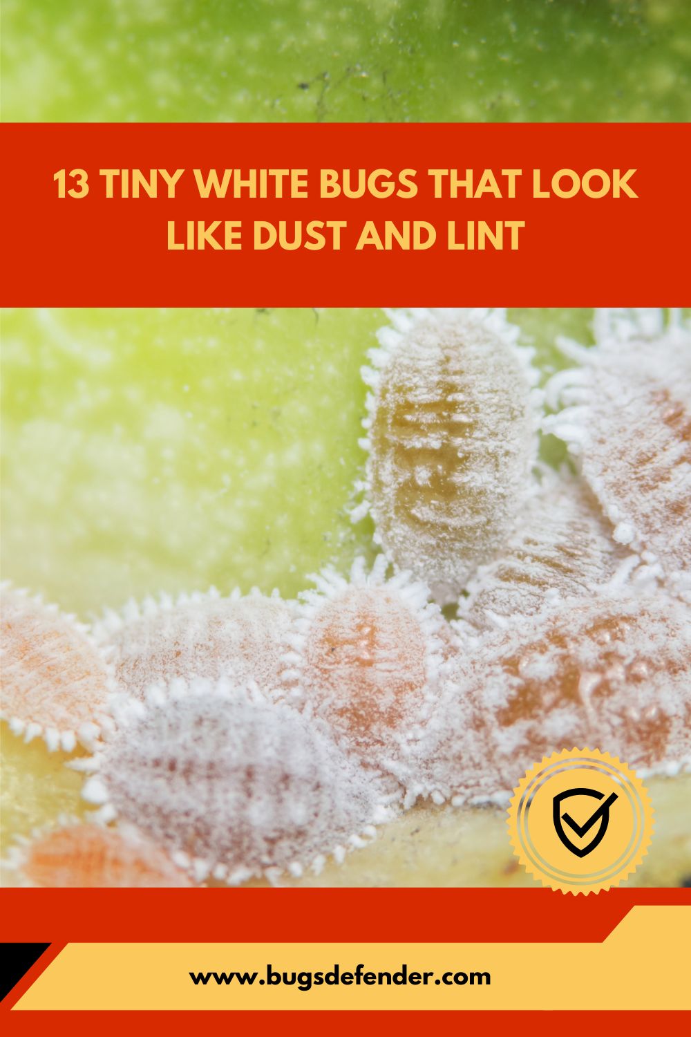13 Tiny White Bugs That Look Like Dust and Lint pin1