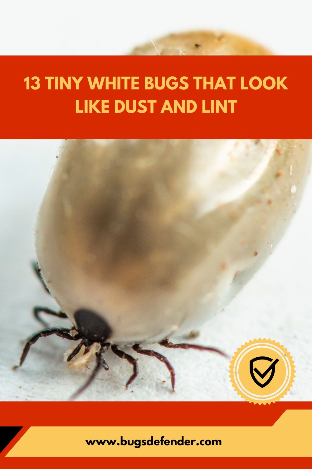 13 Tiny White Bugs That Look Like Dust and Lint pin2