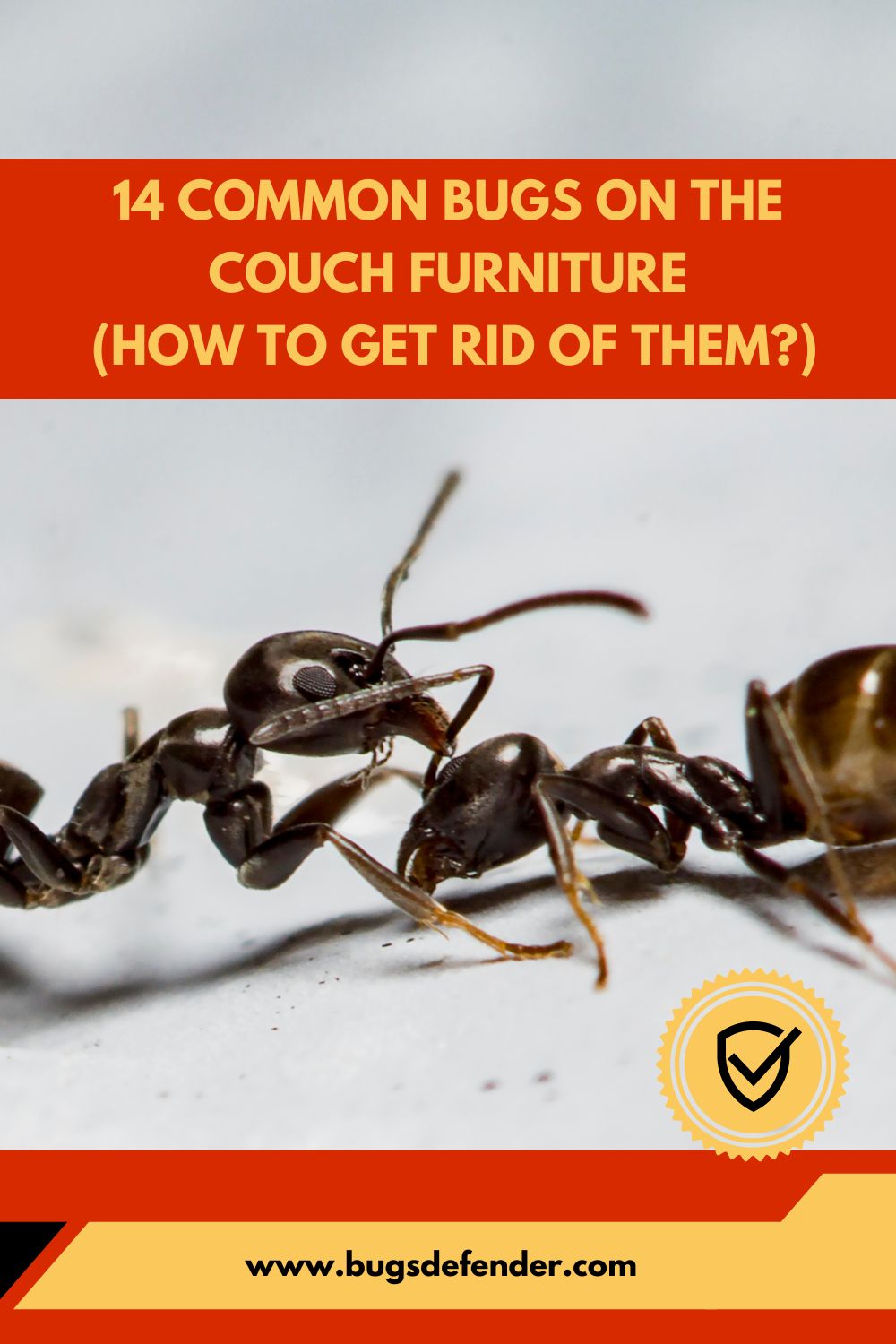 14 Common Bugs on the Couch Furniture pin1
