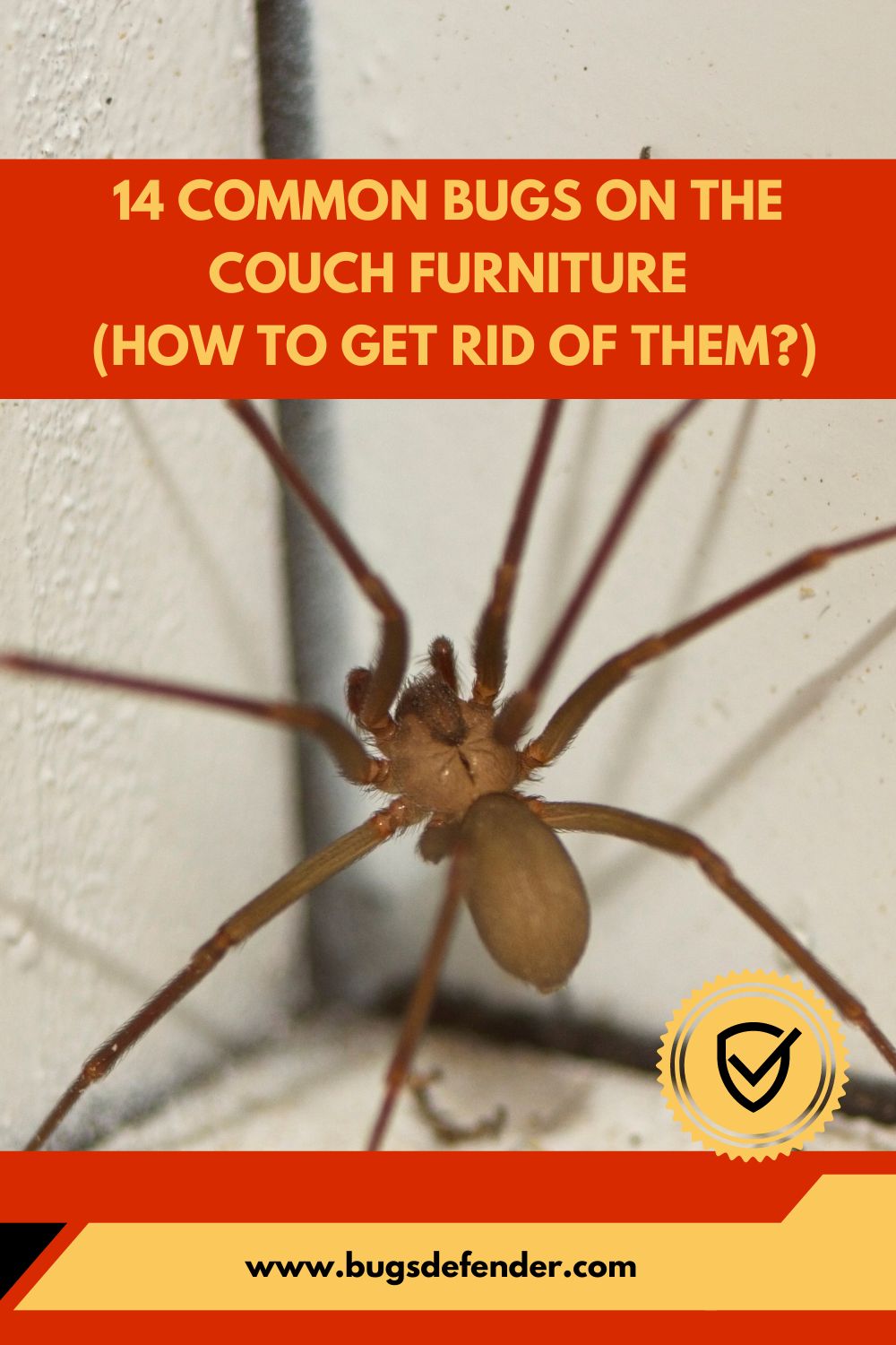 14 Common Bugs on the Couch Furniture pin2