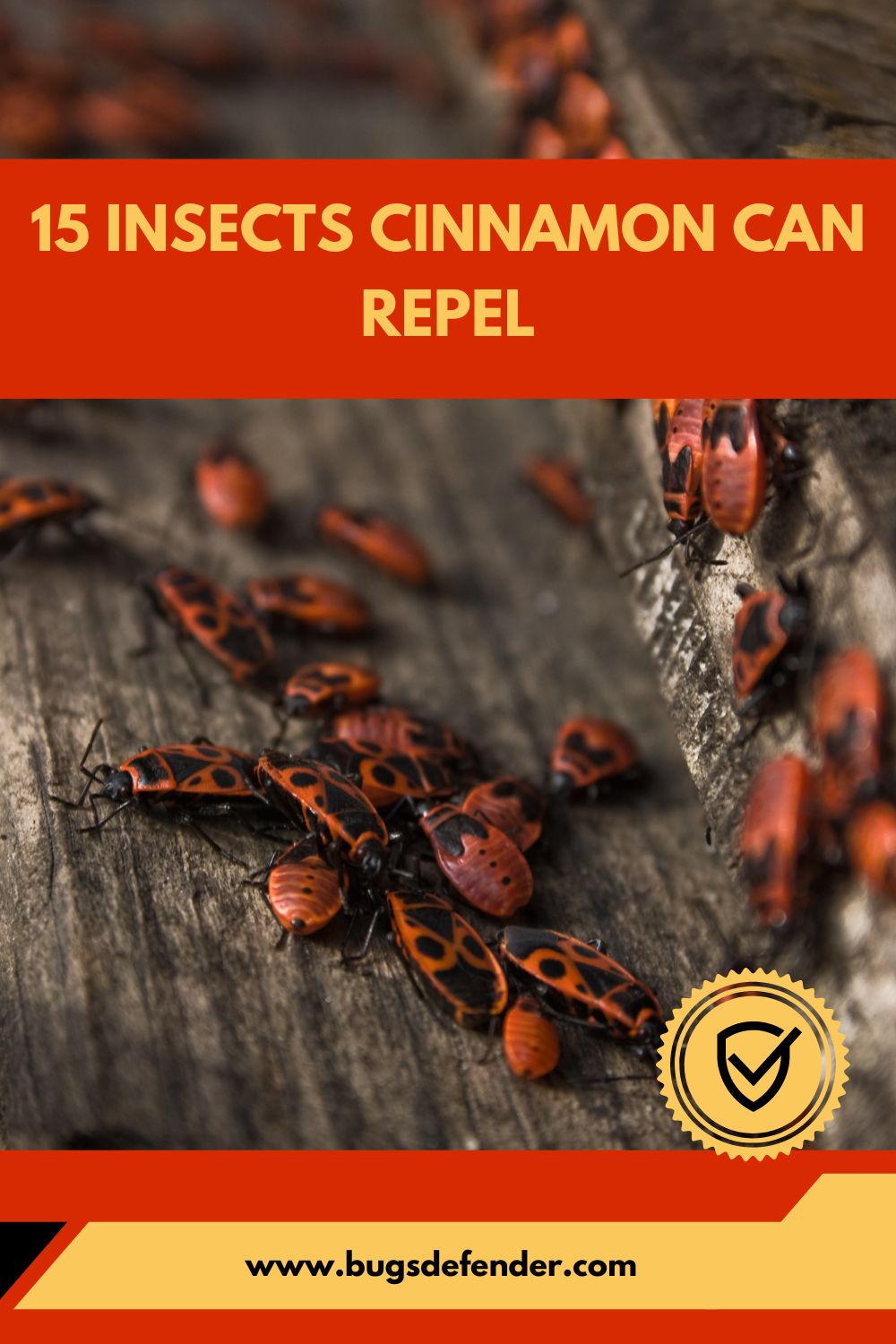 15 Insects Cinnamon can Repel 2