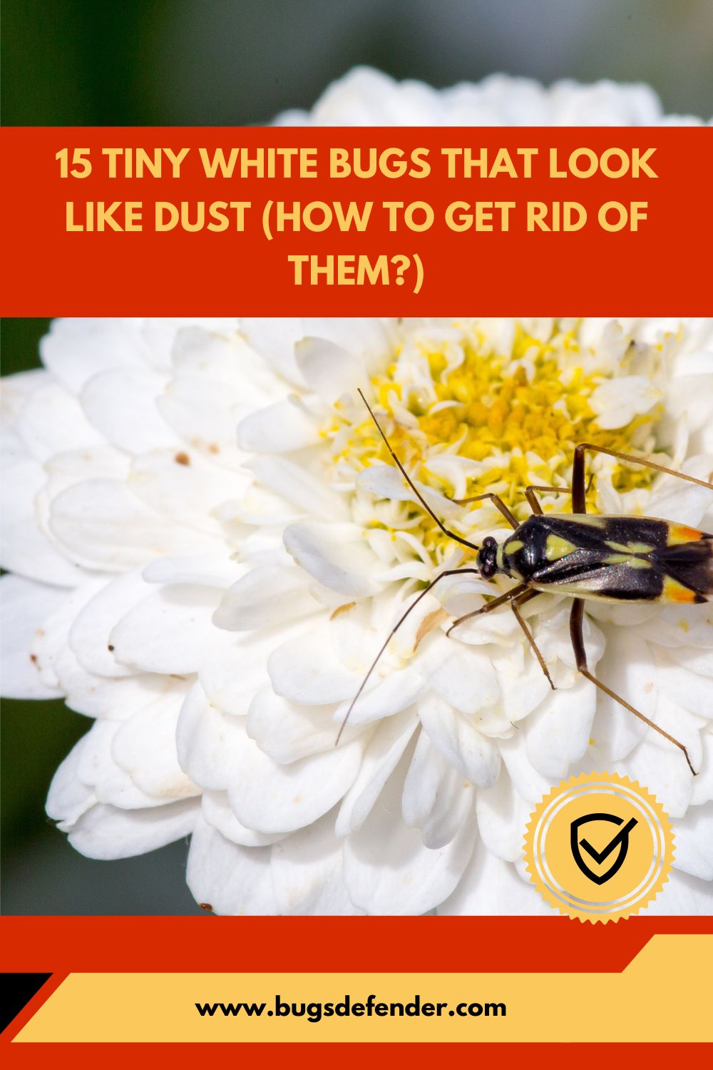 15 Tiny White Bugs that Look Like Dust (How to Get Rid of Them) pin1