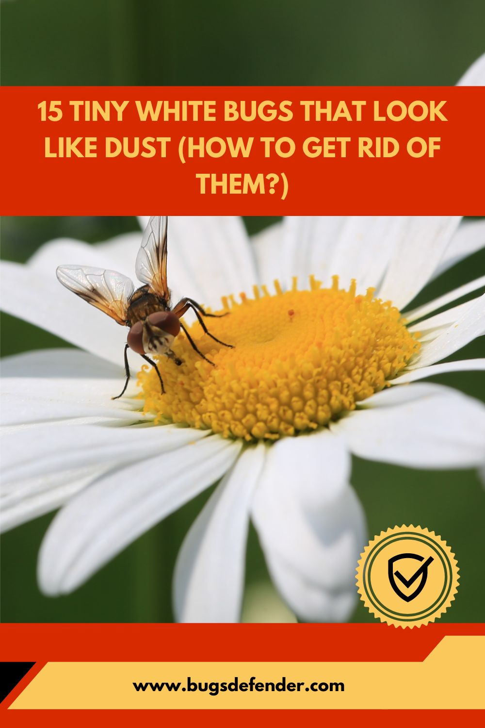 15 Tiny White Bugs that Look Like Dust (How to Get Rid of Them) pin2
