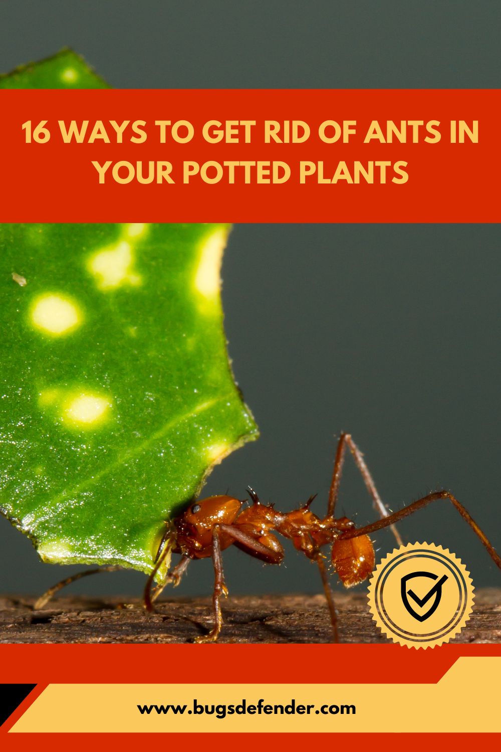 16 Ways to Get Rid of Ants in Your Potted Plants pin1