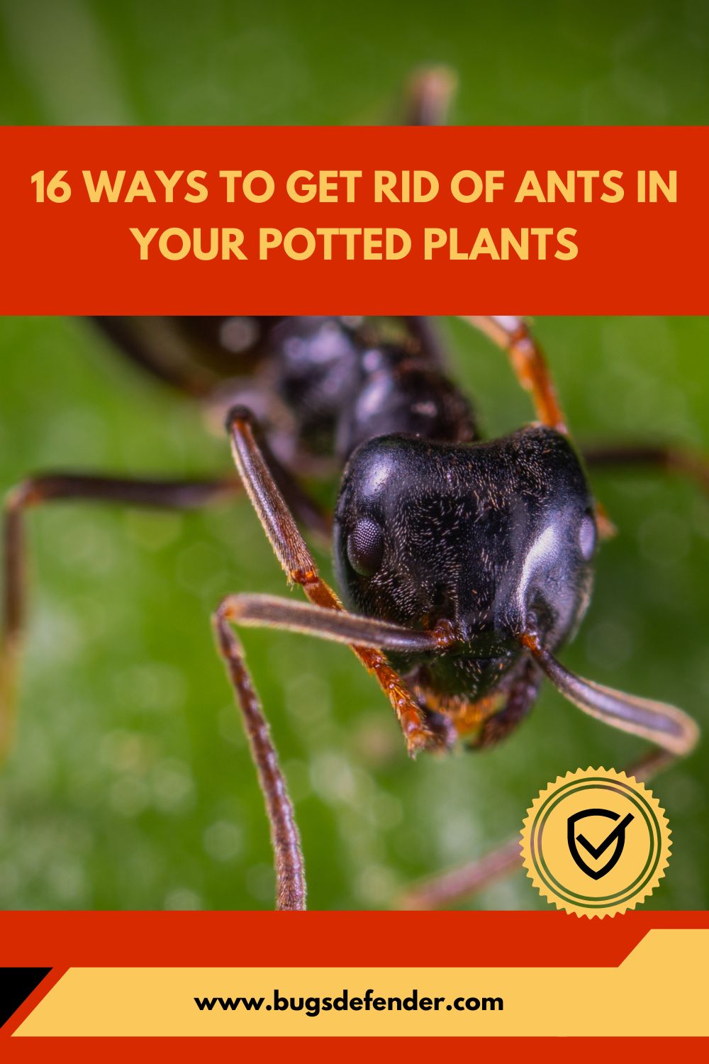 16 Ways to Get Rid of Ants in Your Potted Plants pin2