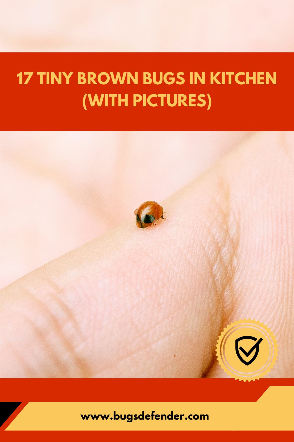 17 Tiny Brown Bugs In Kitchen (with Pictures) pin1