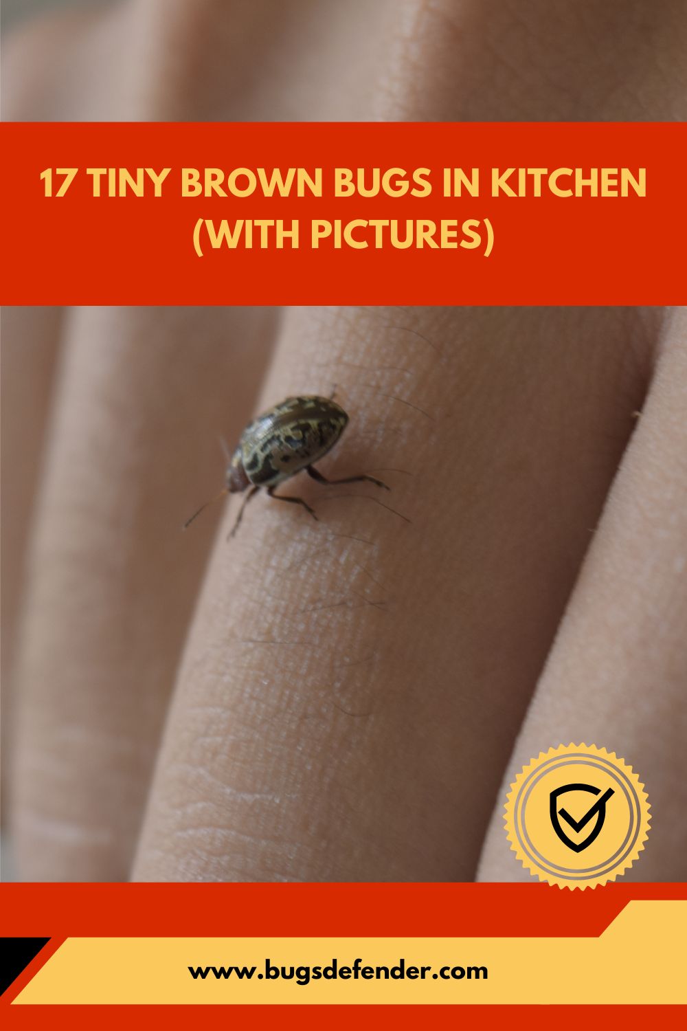 17 Tiny Brown Bugs In Kitchen (with Pictures) pin2
