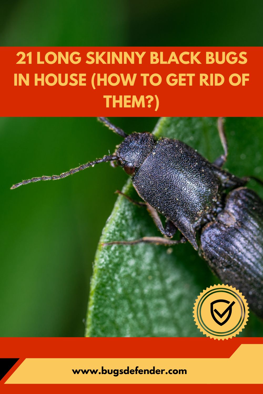 21 Long Skinny Black Bugs in House pin2