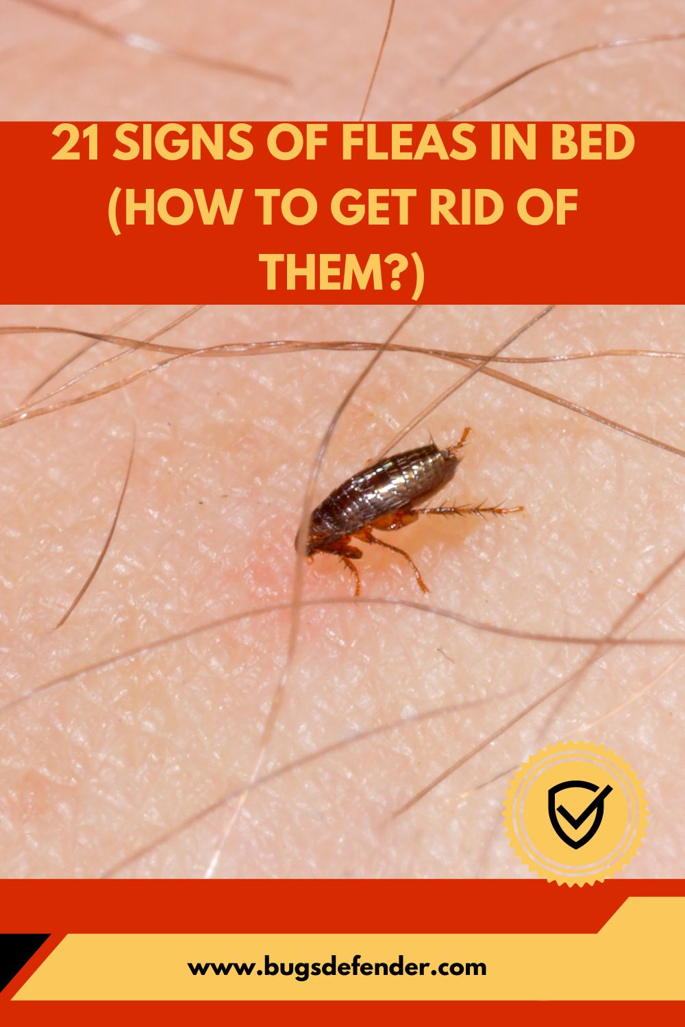 21 Signs of Fleas in Bed (How to Get Rid of Them?) pin 2