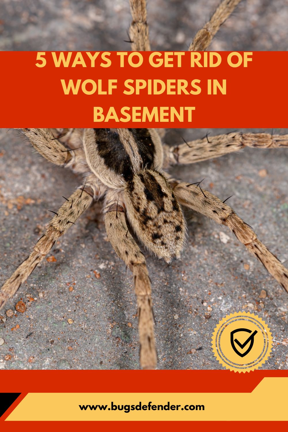 5 Ways to Get Rid of Wolf Spiders in Basement pin 1