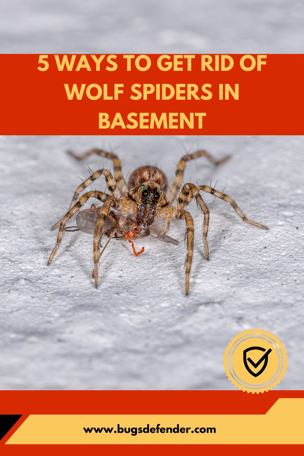 5 Ways to Get Rid of Wolf Spiders in Basement pin 2