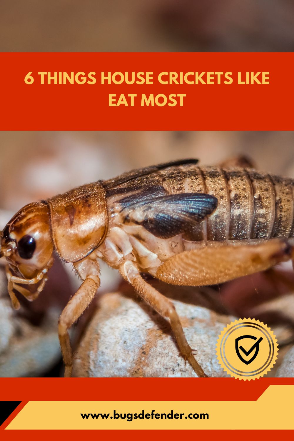 6 Things House Crickets Like Eat Most pin1