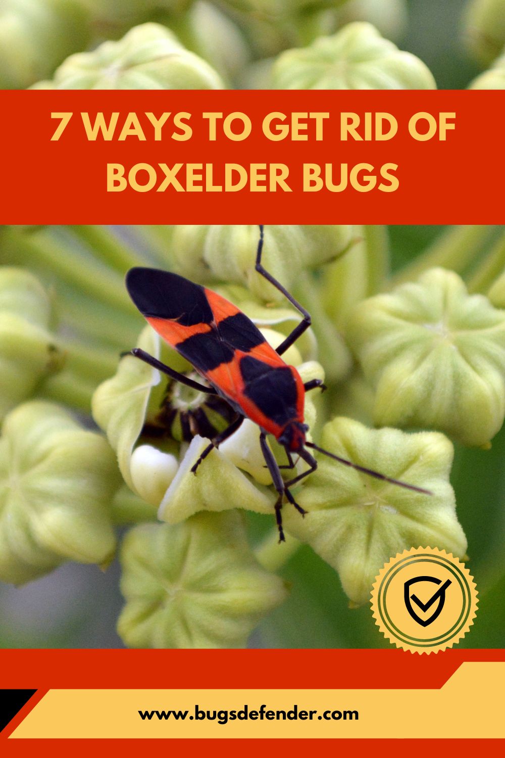 7 Ways to Get Rid of Boxelder Bugs pin1