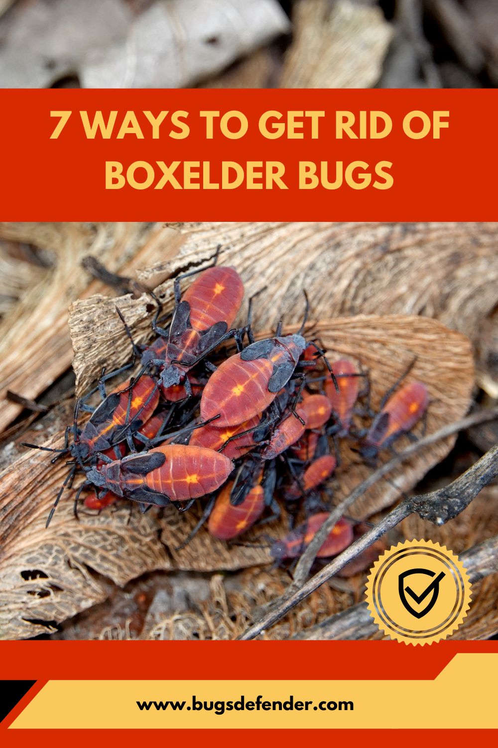 7 Ways to Get Rid of Boxelder Bugs pin2