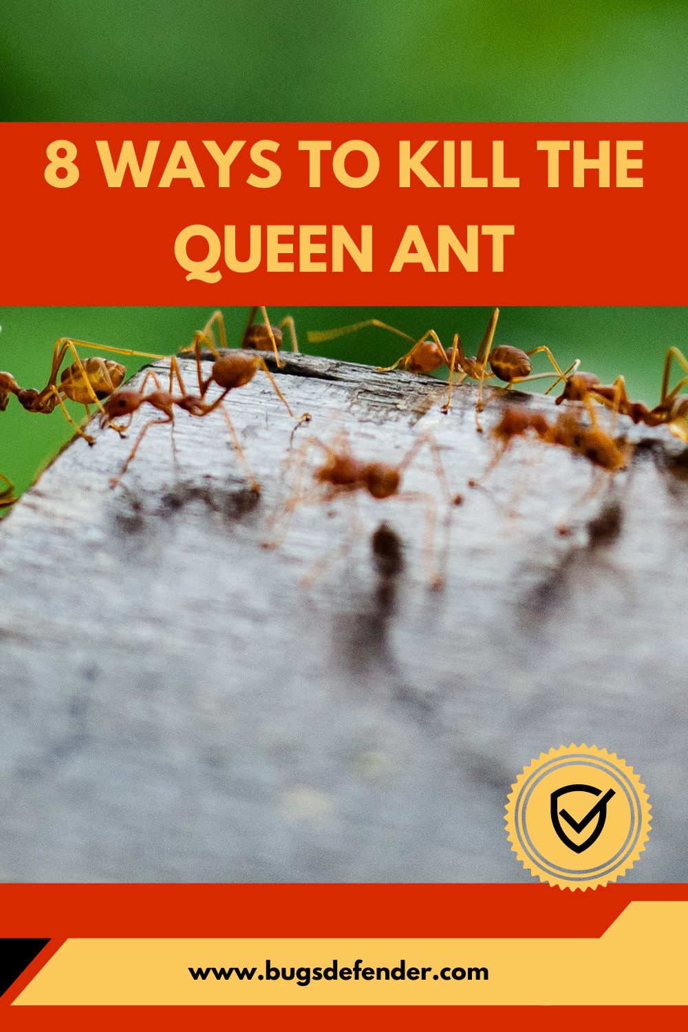 8 Ways to Kill the Queen Ant pin2