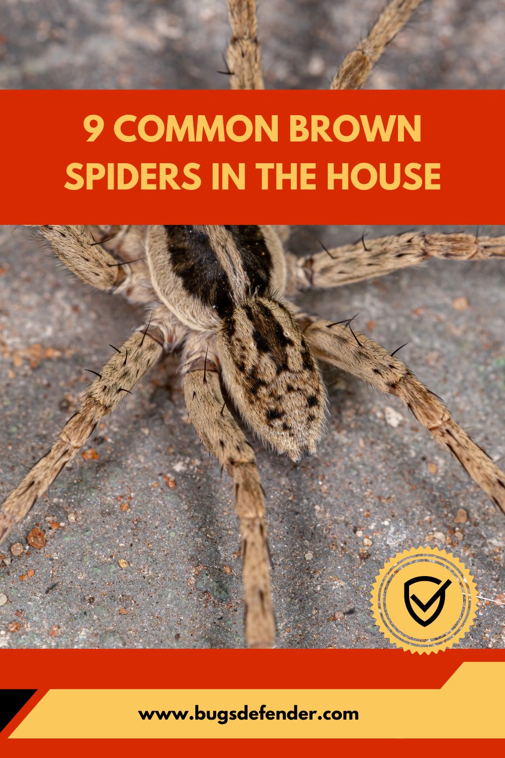 9 Common Brown Spiders in the House pin 1