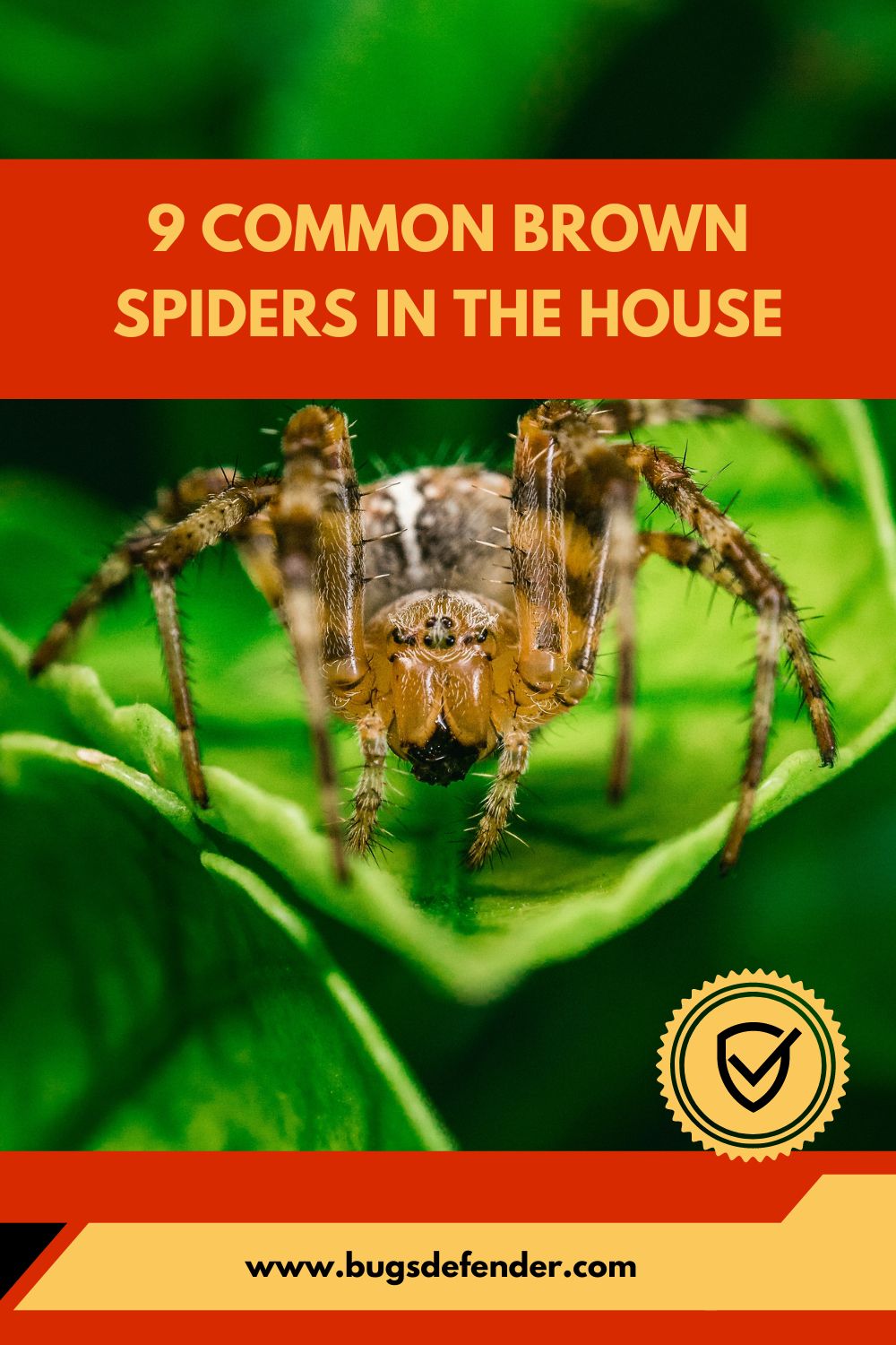 9 Common Brown Spiders in the House pin 2