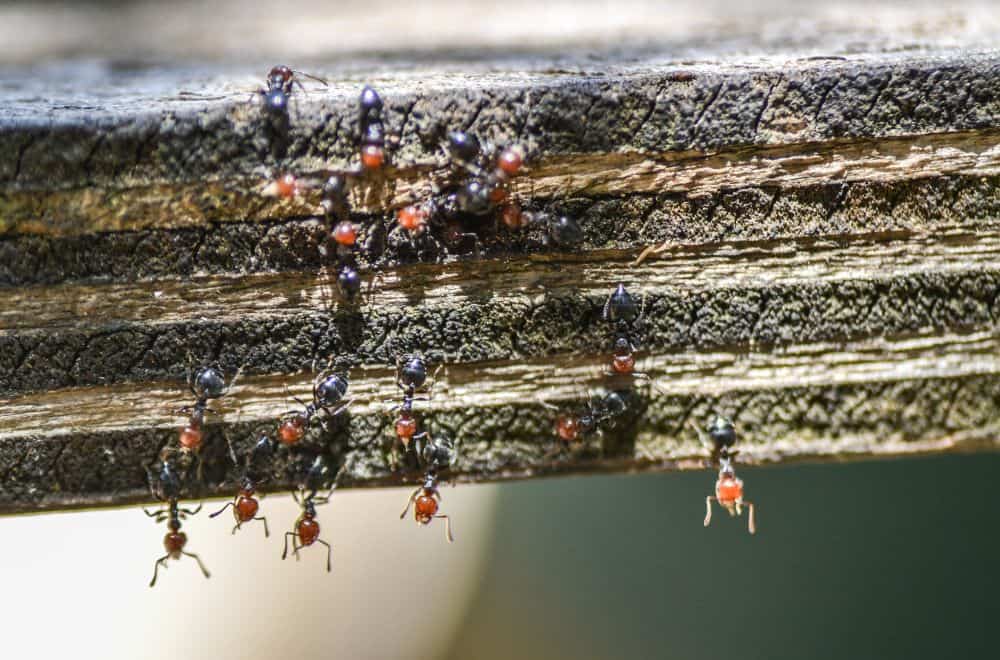 Acrobat ants1