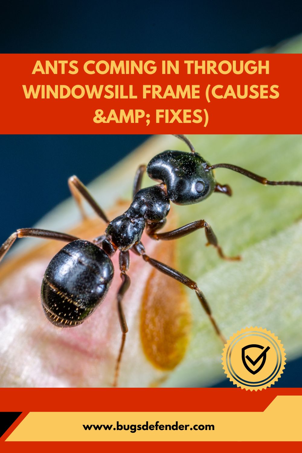 Ants Coming In Through Windowsill Frame (Causes & Fixes) pin1