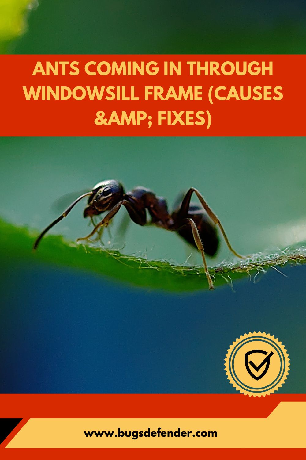 Ants Coming In Through Windowsill Frame (Causes & Fixes) pin2
